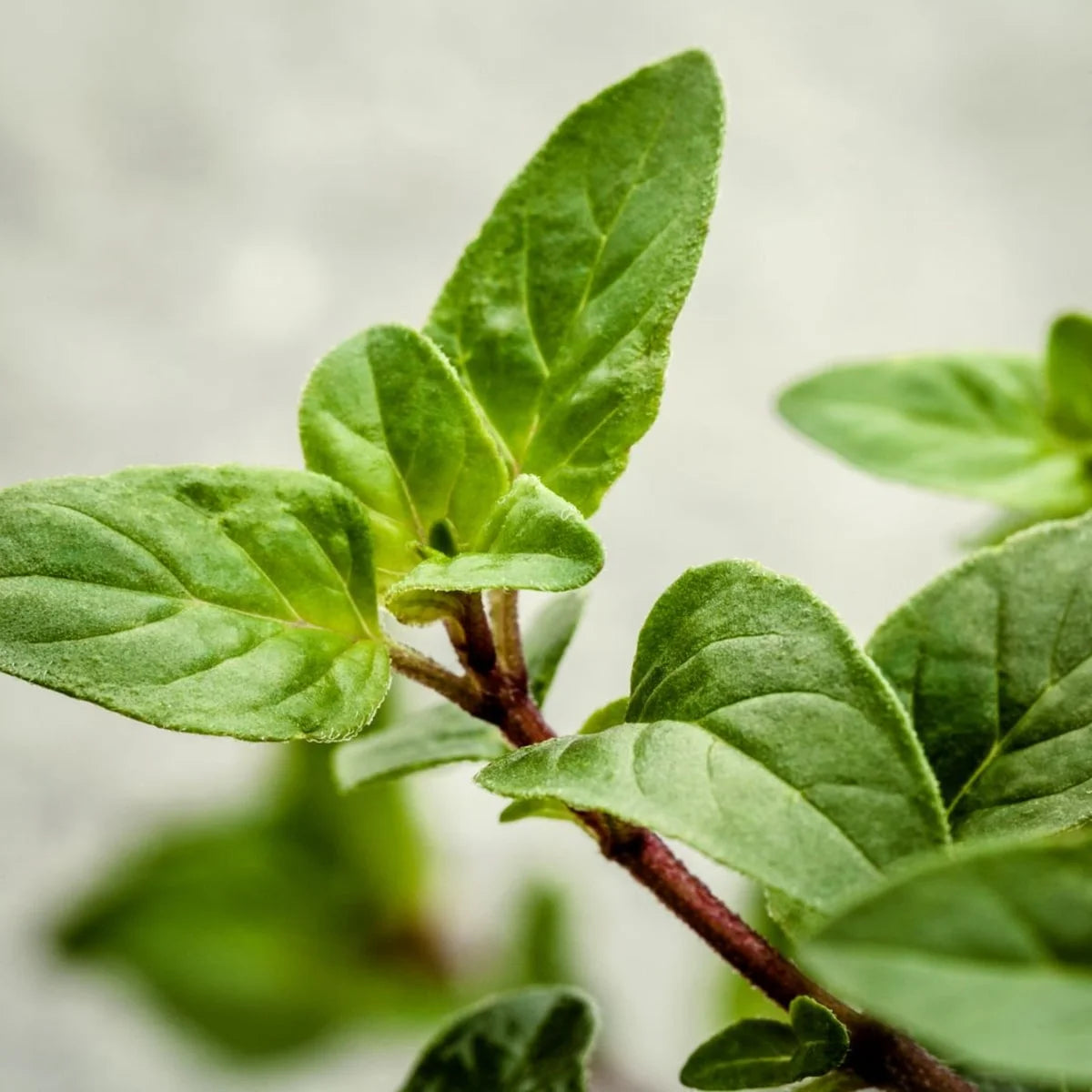 Cretan Oregano – Single Origin Herbs | 30 g in a resealable stand-up pouch