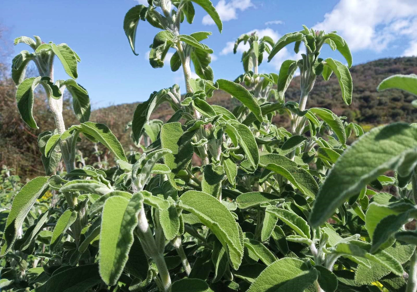 Multi Booster – Mélange de tisanes | 50 g en sachet refermable