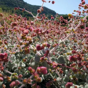 Multi Booster – Mélange de tisanes | 50 g en sachet refermable