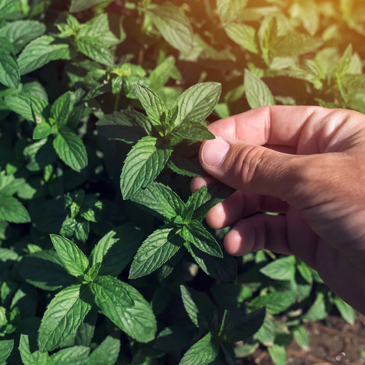 Multi Booster – Mélange de tisanes | 50 g en sachet refermable