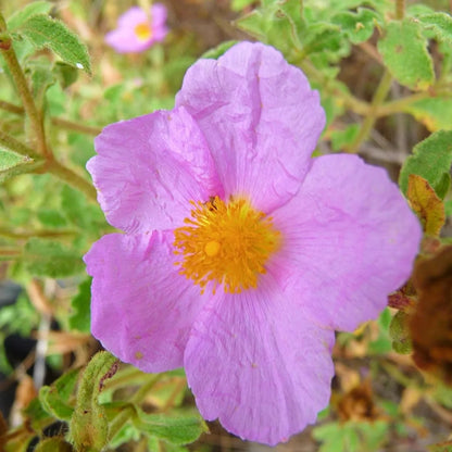 Harmony – Herbal Tea Blend | 50 g in a resealable stand-up pouch