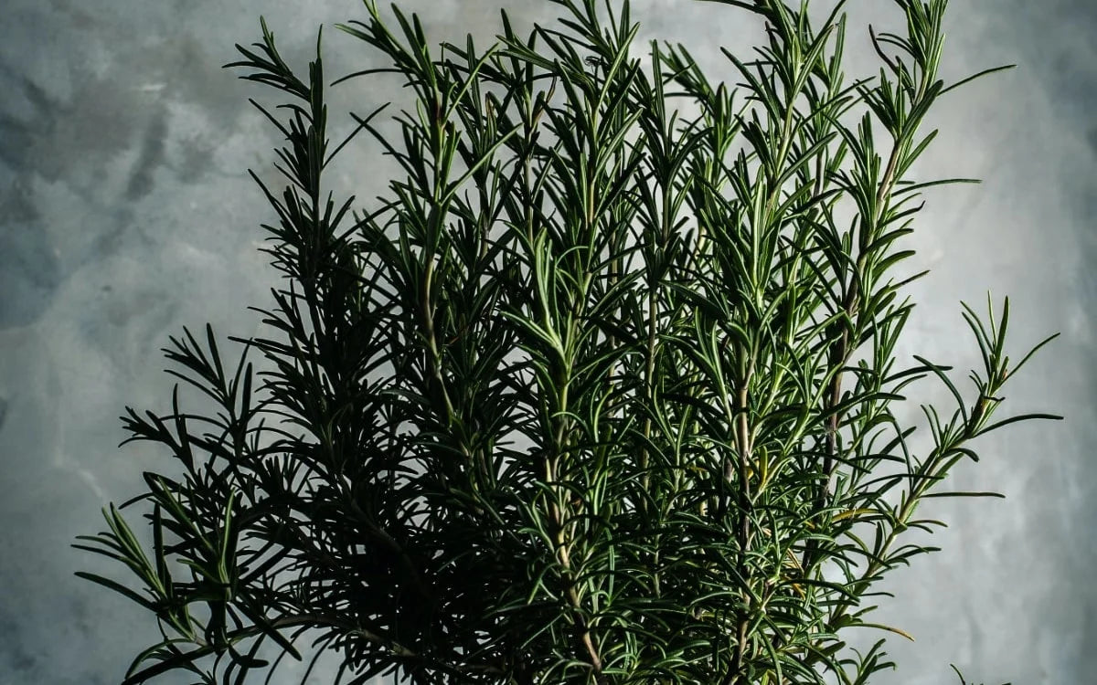 Multi Booster – Mélange de tisanes | 50 g en sachet refermable