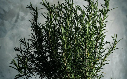 Multi Booster – Mélange de tisanes | 50 g en sachet refermable